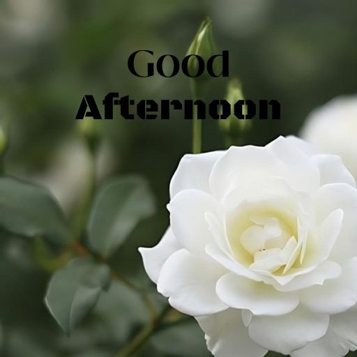 A close-up of a white rose in bloom with green leaves in the background. The text "Good Afternoon" is superimposed over the rose in bold, black letters.