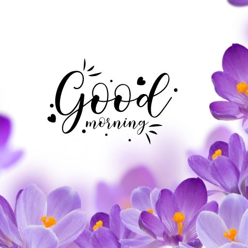 Purple crocus flowers surround a handwritten "Good Morning" message in elegant script with decorative elements.