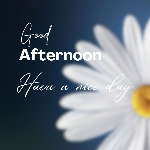 A close-up of a white daisy with a blurred background. The text "Good Afternoon" and "Have a nice day" is superimposed on the flower in elegant script.