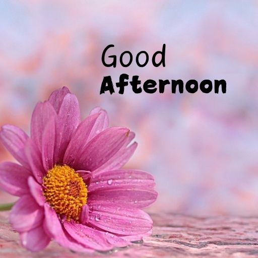  A single pink daisy with a yellow center, resting on a wooden surface. The text "Good Afternoon" is superimposed on the image in a soft pink font.