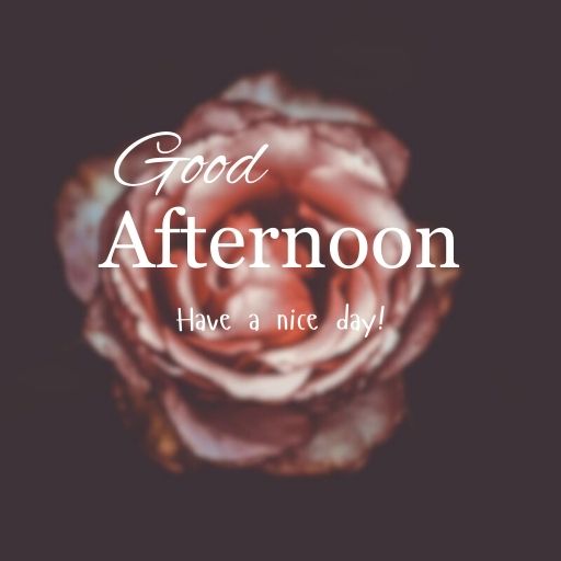  A close-up of a soft pink rose with blurred edges. The text "Good Afternoon" and "Have a nice day!" is superimposed over the rose in elegant white script.