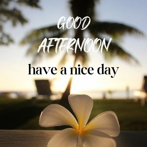  A white plumeria flower in the foreground with a blurry beach scene in the background. The text "Good Afternoon, have a nice day" is superimposed on the image.