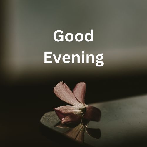 A single, delicate pink flower petal lies on a reflective surface with the text "Good Evening" in a minimalist font above it. The background is a soft, blurred gray.