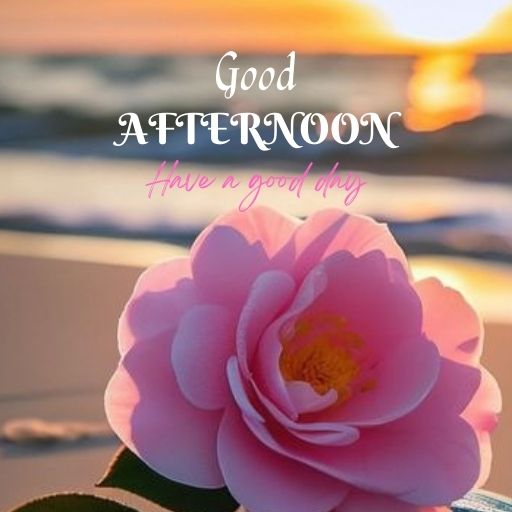 A close-up of a pink camellia flower with a blurred sunset background. The text "Good Afternoon" and "Have a good day" is superimposed on the image.