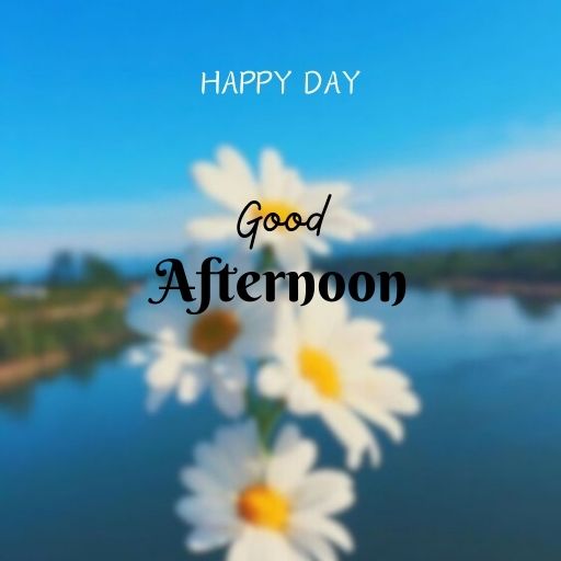  White daisies with a blurred background of a body of water and a blue sky. The text "Happy Day Good Afternoon" is superimposed on the image.