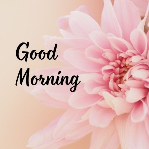 A close-up image of a soft pink chrysanthemum flower with a blurred background. The text "Good Morning" is superimposed in elegant cursive script over the flower.