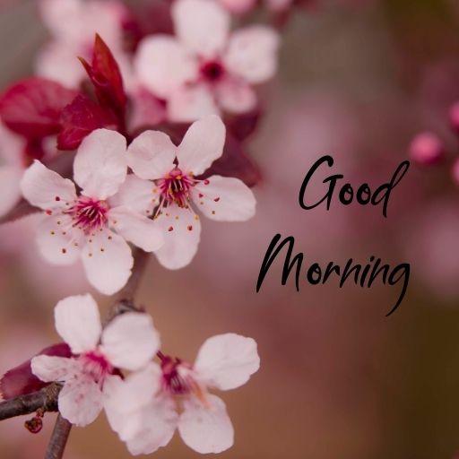 A close-up image of delicate pink cherry blossoms with a blurred background. The text "Good Morning" is superimposed in elegant cursive script over the flowers.