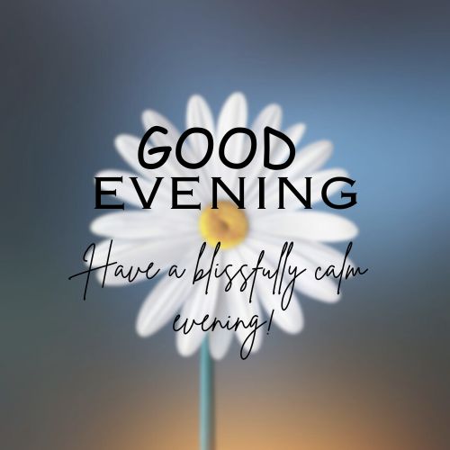  A close-up photo of a white daisy with a yellow center. The text "Good Evening" and "Have a blissfully calm evening!" is superimposed on the flower.