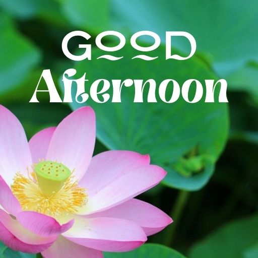 A close-up of a pink lotus flower with green leaves in the background. The text "GOOD AFTERNOON" is superimposed over the flower in a decorative font.