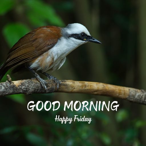 a bird sitting on a branch with a good morning message