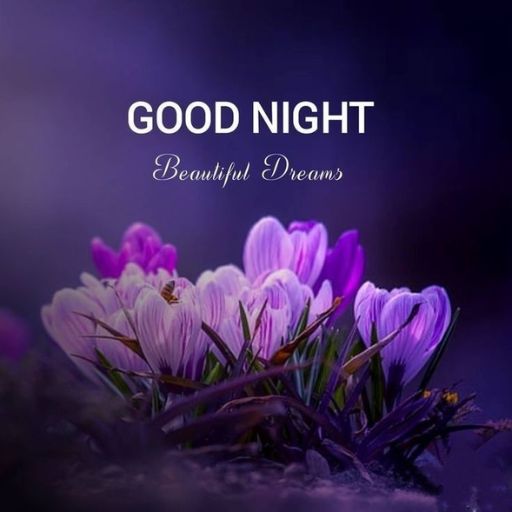 a bunch of purple flowers with the words good night