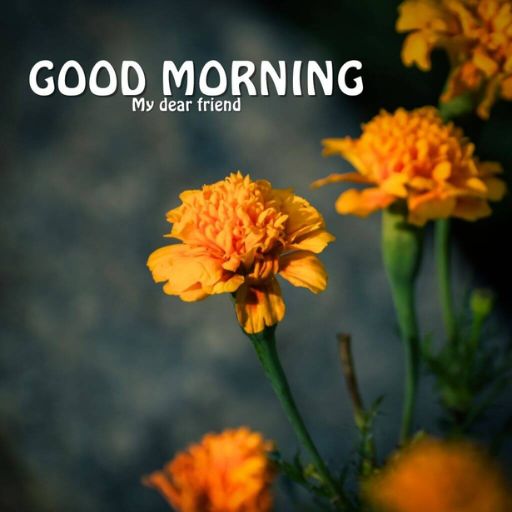 a bunch of yellow flowers with the words good morning my dear friend