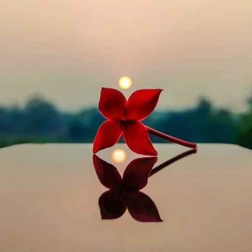 a close up of a red flower on a table