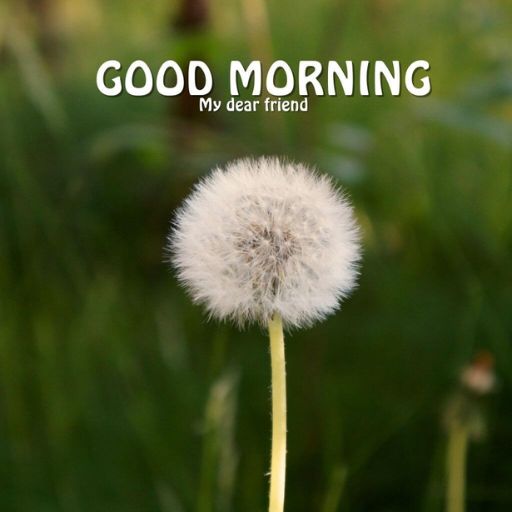 a dandelion with the words good morning my dear friend