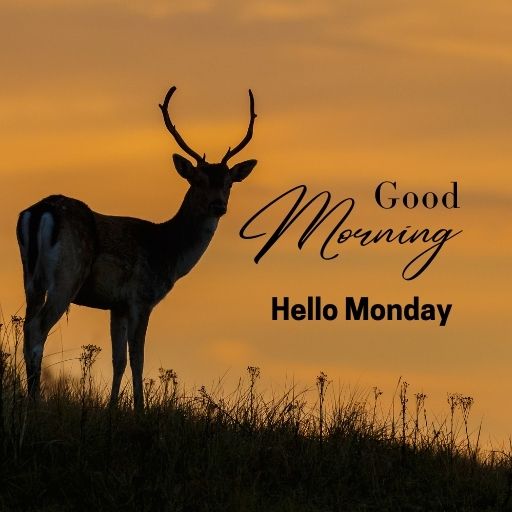 a deer standing on top of a grass covered hill