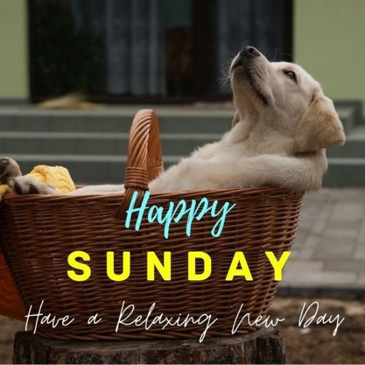 a dog laying in a basket with a happy sunday message