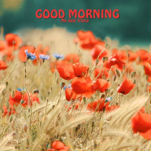 a field full of red flowers with the words good morning