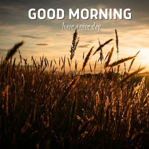 a field of grass with the words good morning have a nice day