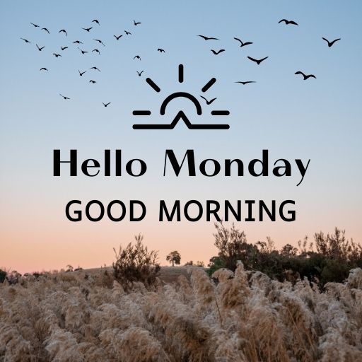 a field with birds flying over it and the words hello monday good morning