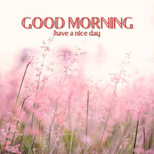 a picture of a field of flowers with the words good morning have a nice day