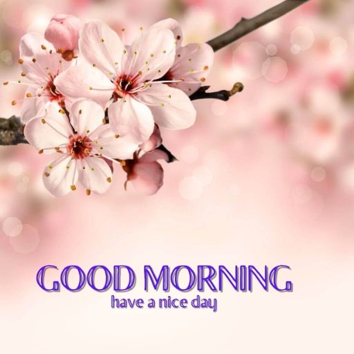 a picture of a flower on a branch with the words good morning have a nice