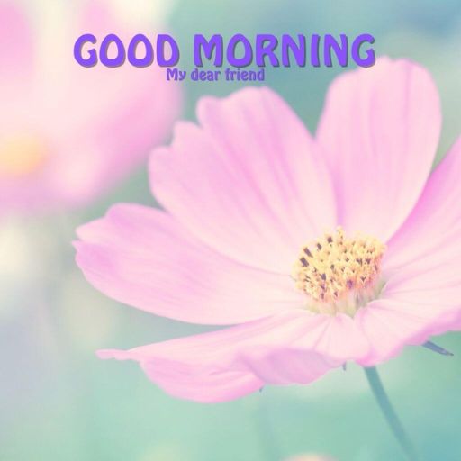 a pink flower with the words good morning on it