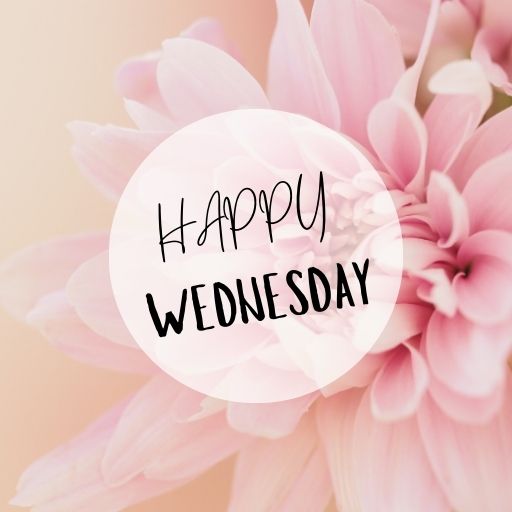 a pink flower with the words happy wednesday written on it