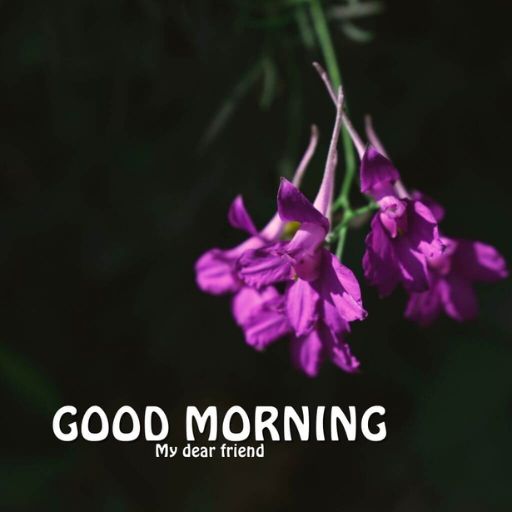 a purple flower with the words good morning my dear friend