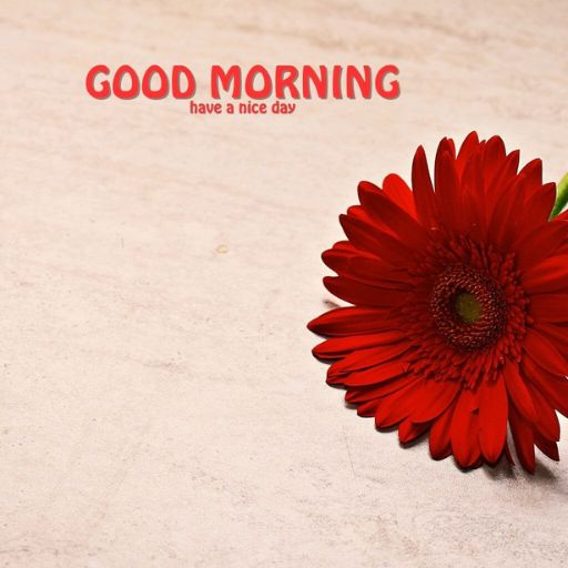 a red flower sitting on top of a table