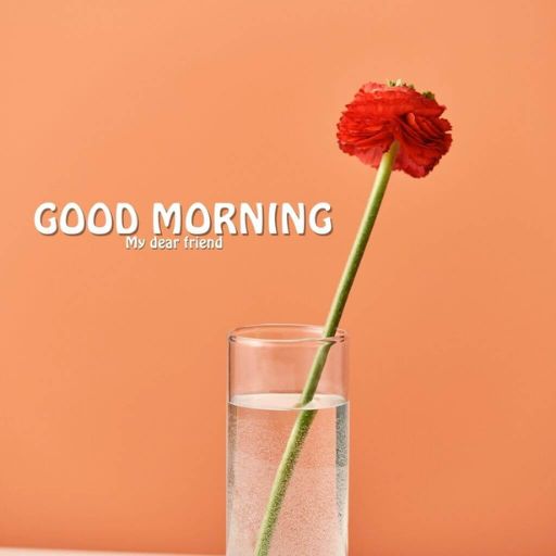 a single red carnation in a glass of water