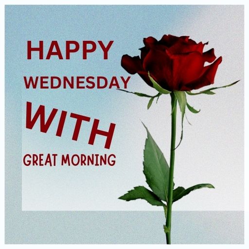 a single red rose with the words happy wednesday with great morning