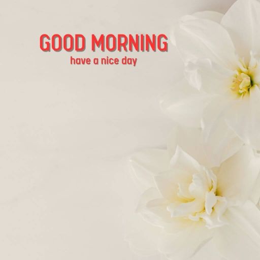 two white flowers with the words good morning have a nice day