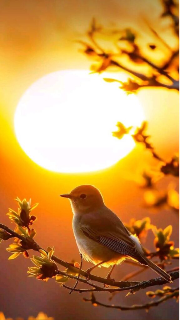 A bird perches on a branch against a backdrop of a warm sunset