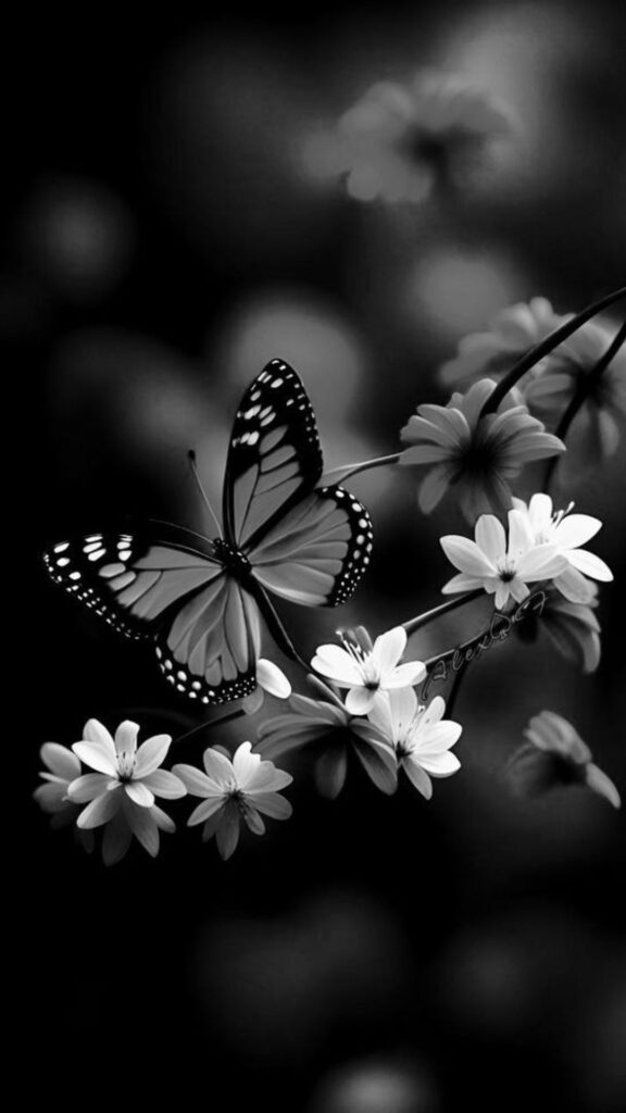 A monochrome image of a butterfly perched on flowers.A monochrome image of a butterfly perched on flowers.