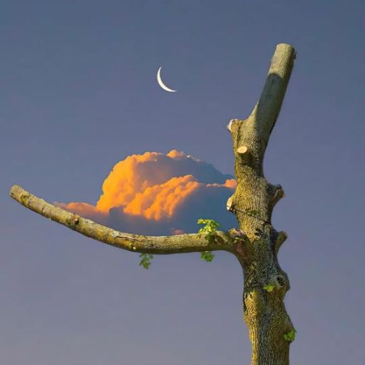 A pruned tree against a twilight sky with a crescent moon above an orange cloud resting on a branch