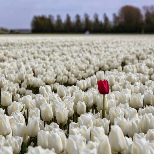 A single red tulip stands out among a vast field of white tulips under a cloudy sky