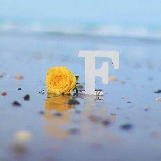 A yellow rose and a white letter 'F' on a wet sandy shore with pebbles and a blurred ocean backdrop