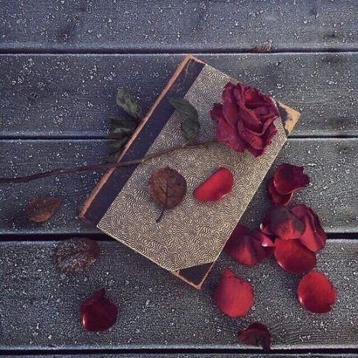 Closed book with a rose on top and scattered petals on a dewy surface