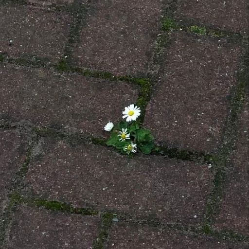 Daisies growing through cracks in a brick pavement