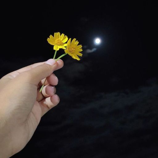 Hand holding three yellow flowers against a night sky with a full moon in the background