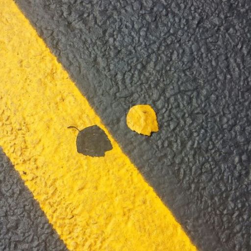 Two fallen leaves on asphalt, one overlapping a yellow road marking