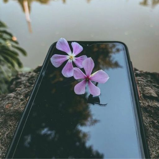 Two pink flowers resting on a smartphone's screen with a reflection of sky and foliage