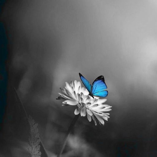 a blue butterfly sitting on top of a white flower