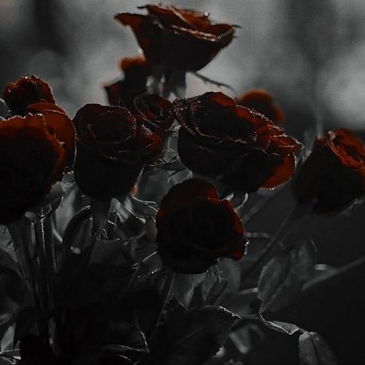 a bunch of red roses in a black and white photo