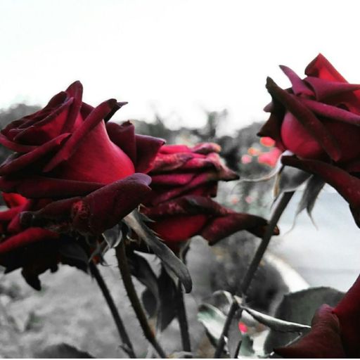 a bunch of red roses that are in a vase