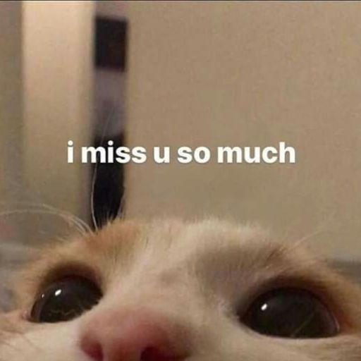 a close up of a cat's face with the words i miss u so