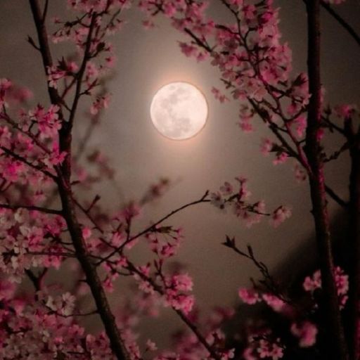 a full moon is seen through the branches of a tree (3)