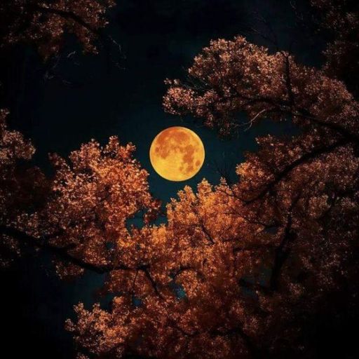 a full moon is seen through the trees