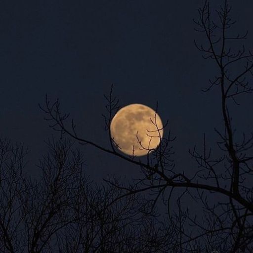 a full moon seen through the branches of a tree (3)