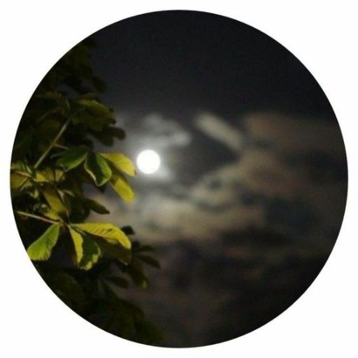 a full moon seen through the branches of a tree